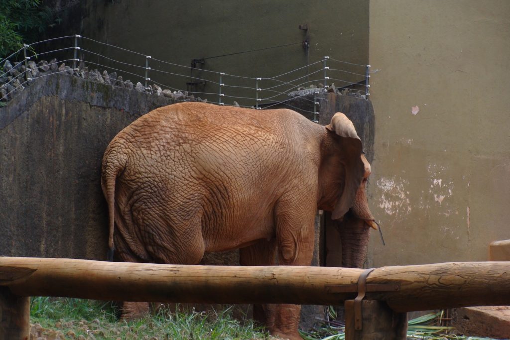 Verklemmtheit ablegen - verklemmter Elefant