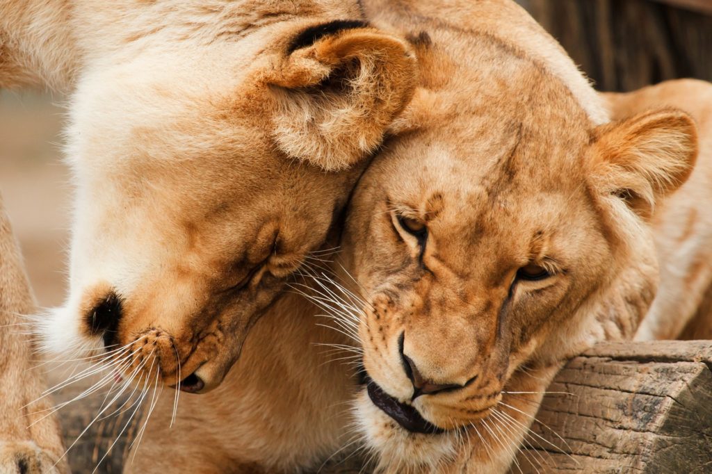Die perfekte Beziehung bei Löwen